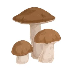 Exfoliating Mushroom & PHA Serum