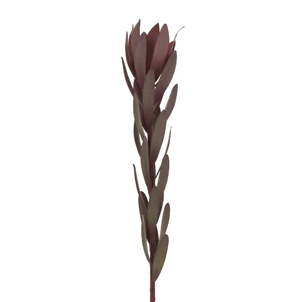 Safari Sunset Leucadendron