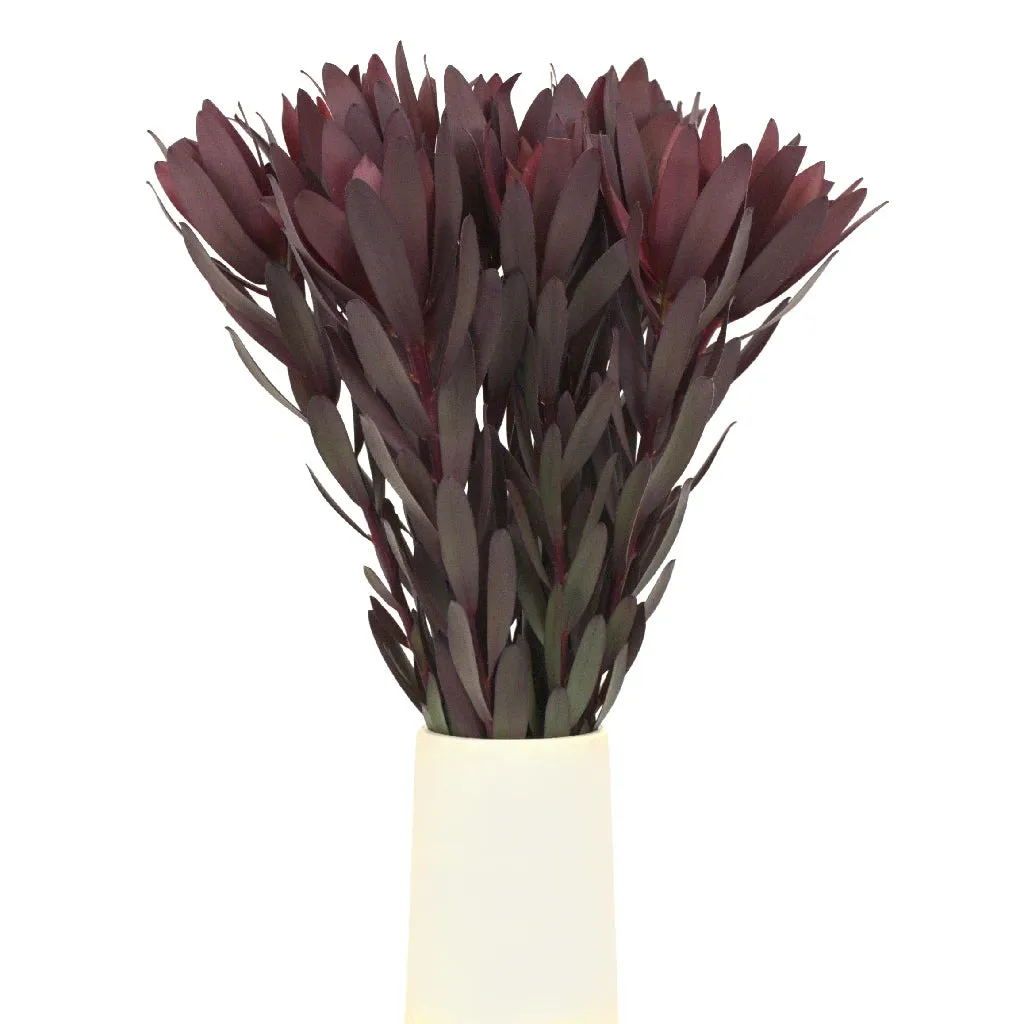 Safari Sunset Leucadendron