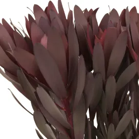Safari Sunset Leucadendron
